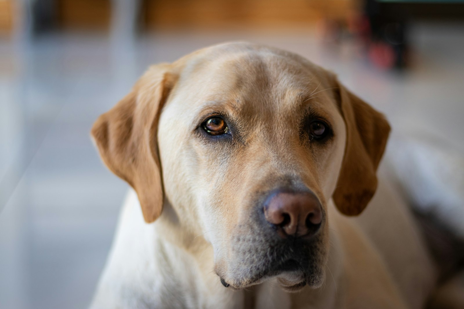 Golden Retrievers, Labrador Retrievers, Cancer and Allergies: What Berkeley Dog Owners Should Watch For